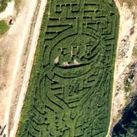 Goss Family corn maze